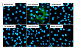 Anti-Venezuelan Equine Encephalitis Virus nsP4 antibody [HL1741] used in Immunocytochemistry/ Immunofluorescence (ICC/IF). GTX637389